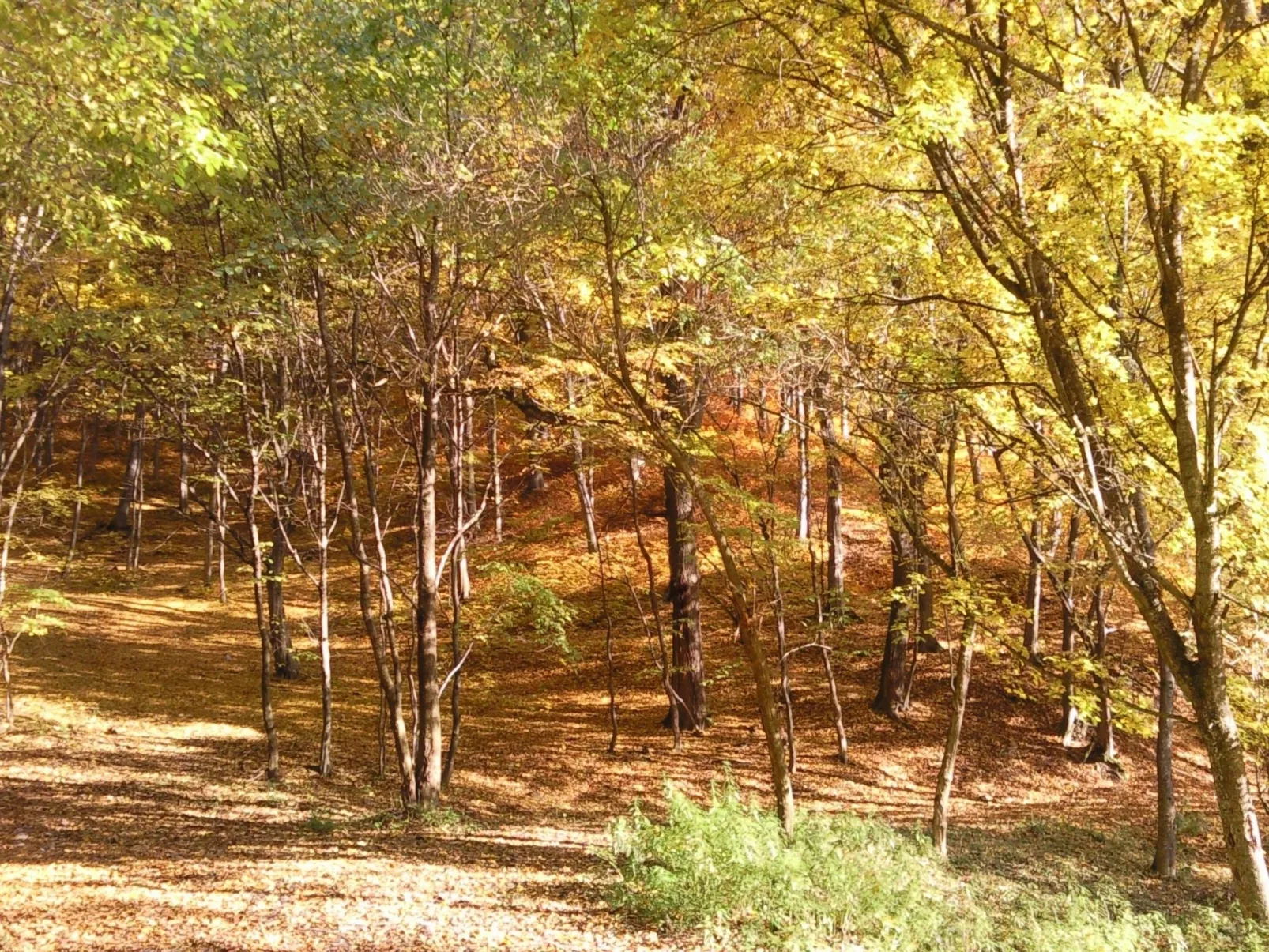 Mit biologischem Schwimmteich-Buiten