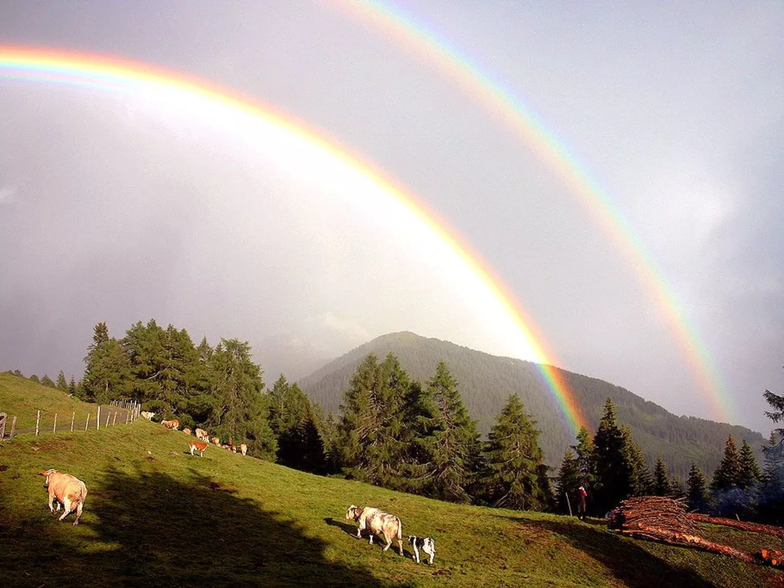 Sporer-Image-tags.info