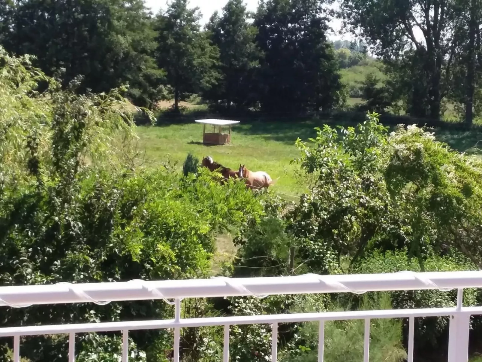 Schmetterling-Buiten