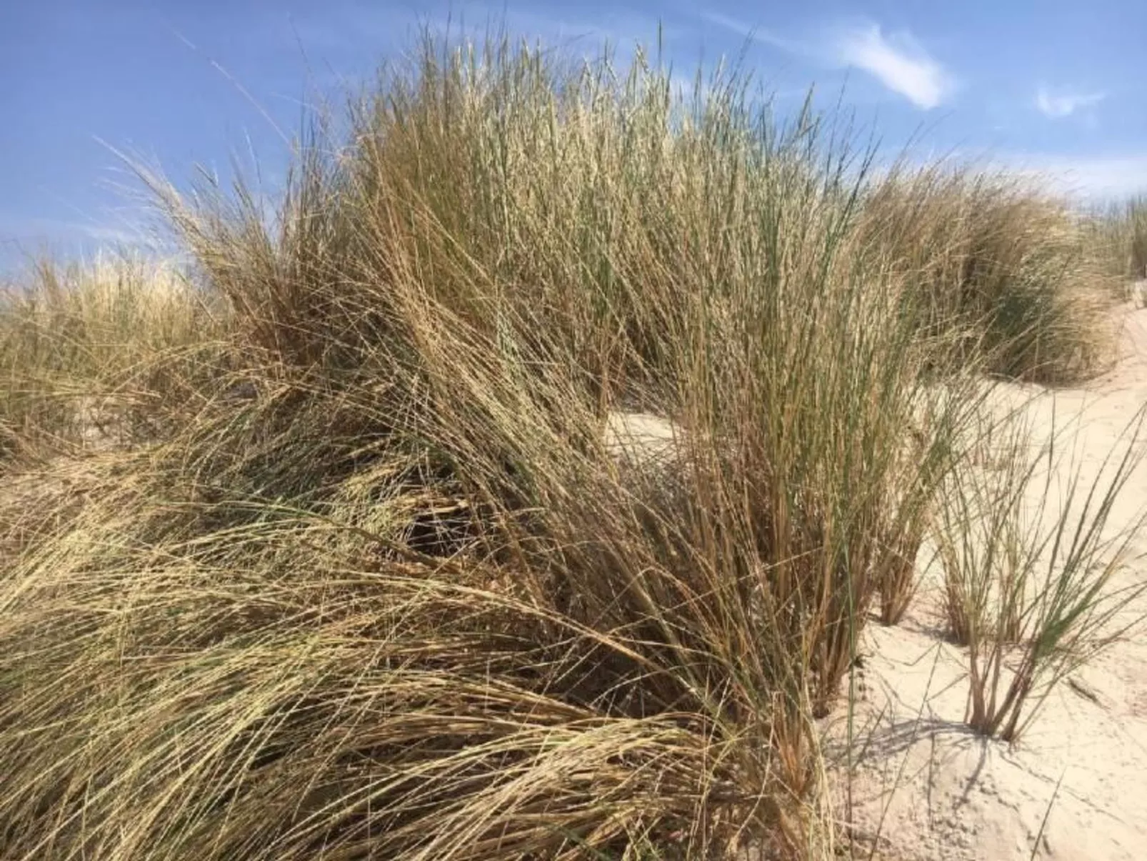 Studio-Wohnung "Apartment 16B" mit Schwimmbad-Buiten