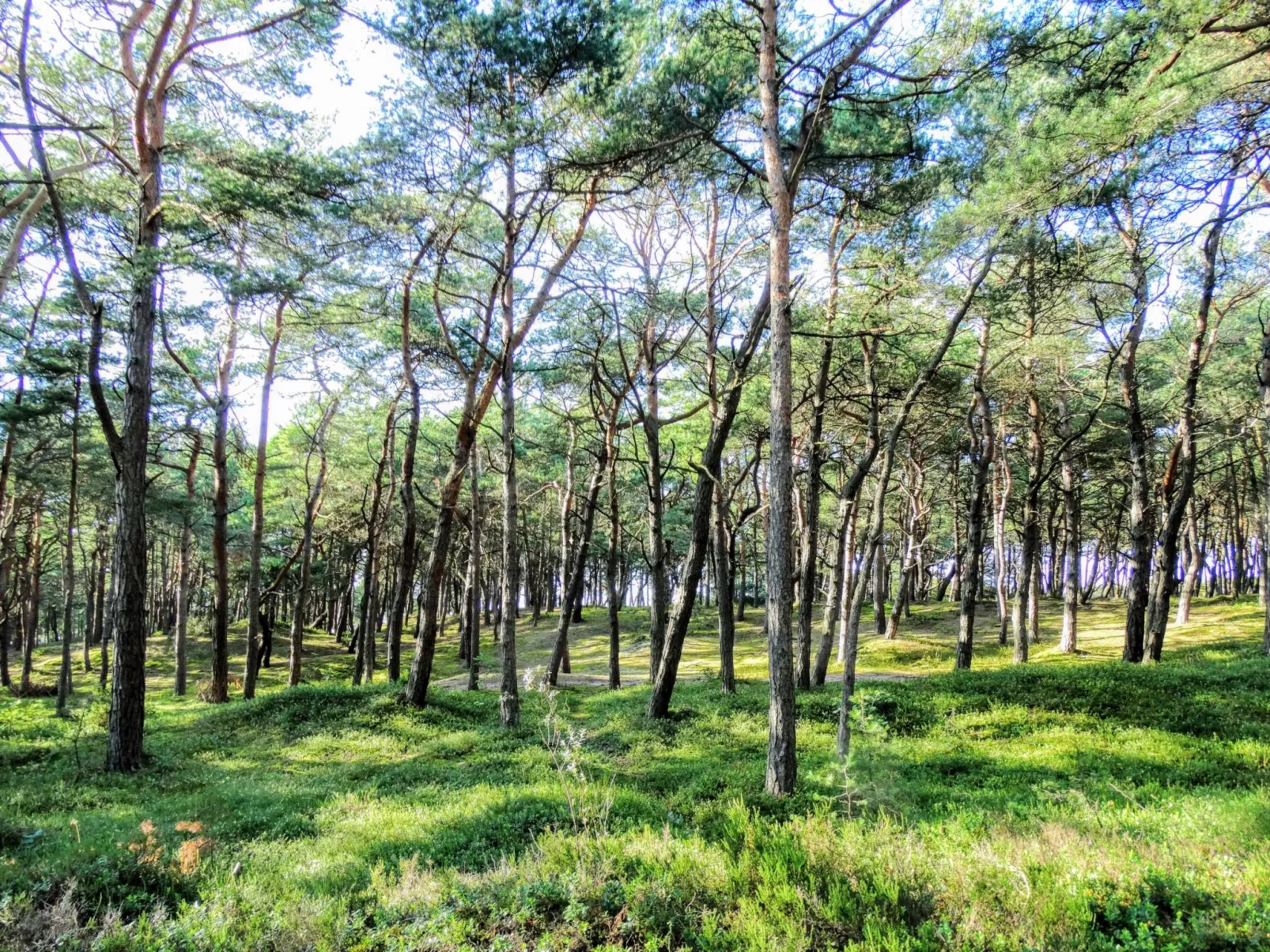 Holzferienhaus Grazyna-Buiten