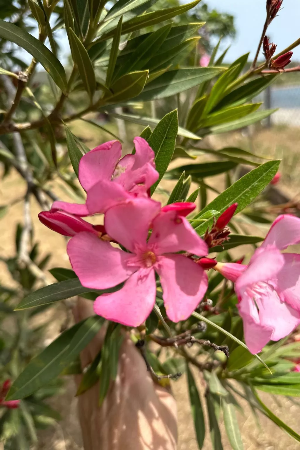 Tanjas Paradise-Buiten