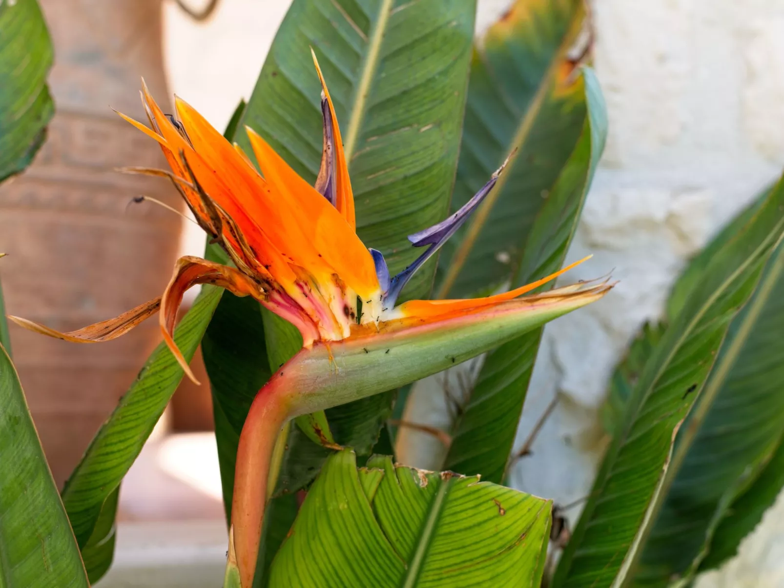 Traditionelle Villa mit privatem Pool-Buiten