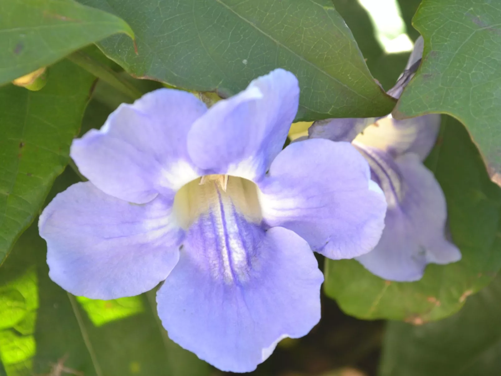 Luxuriöse Privatvilla mit Infinity-Pool-Buiten