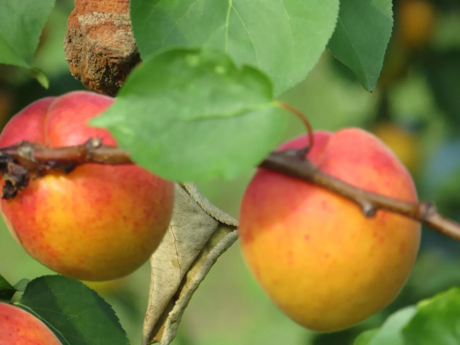 Hungarium am Platte-Buiten