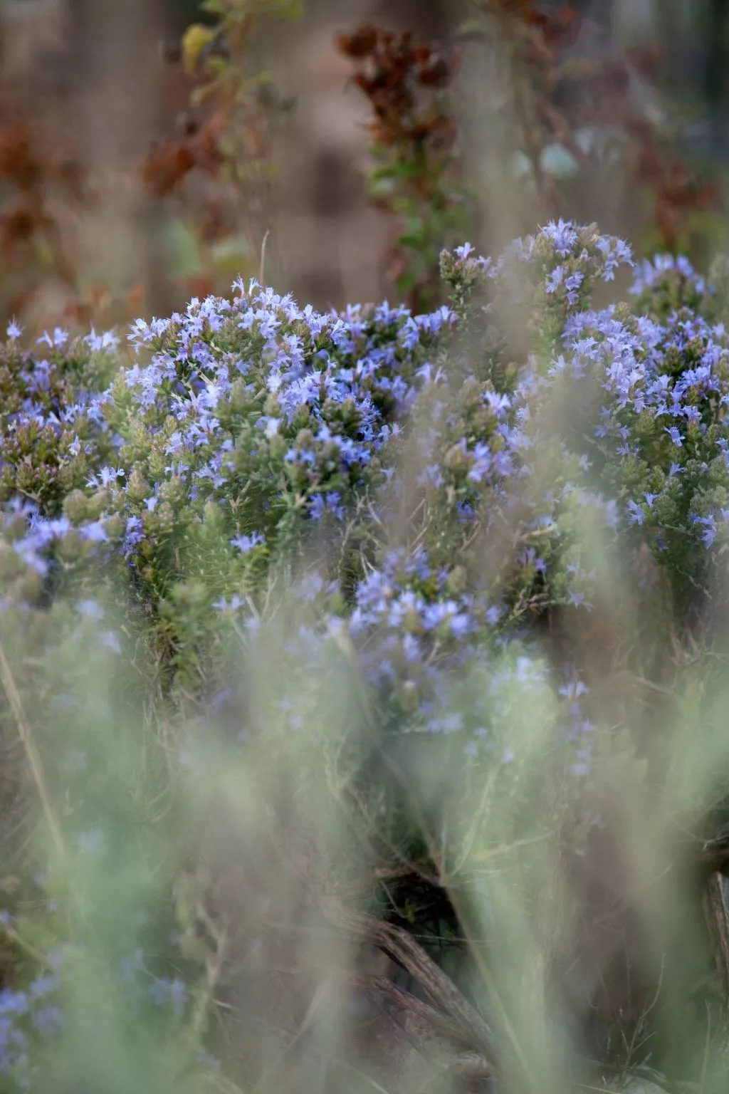 Der Garten von Zephyrus - West-Buiten