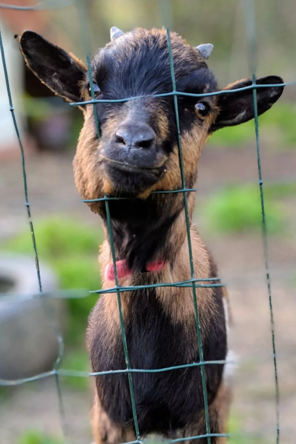 Estate "Le Pressoir" (Die Kelterei)-Buiten