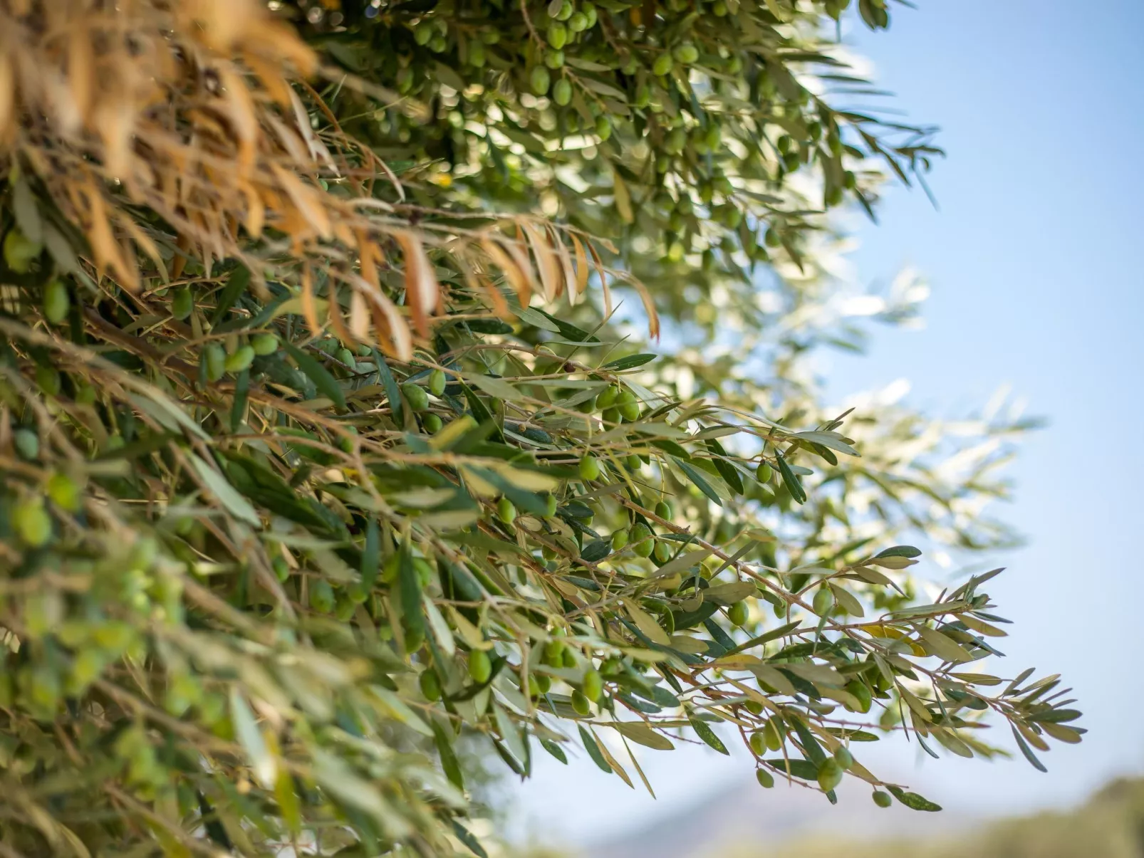 Emarmene Agrotouristic in Rhodos Insel Natur-Image-tags.info