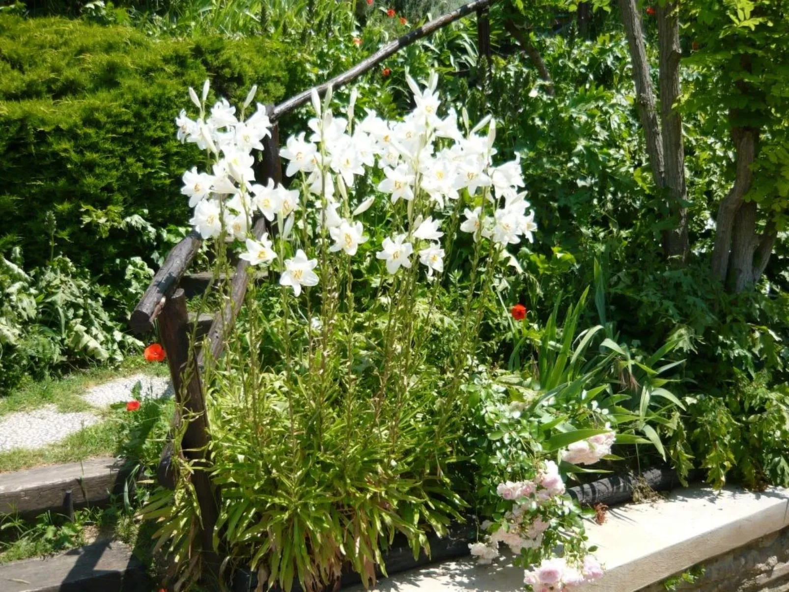 Wohnung in einem Ferienhaus mit Schwimmbad im Herzen der Toskana.-Buiten