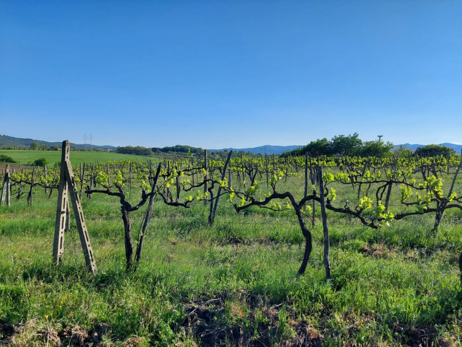 Flache Kornblume-Buiten