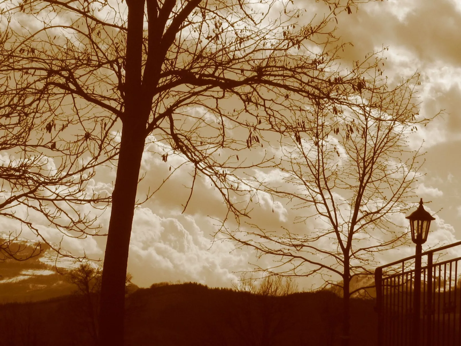 Girasoli in Cagli-Buiten