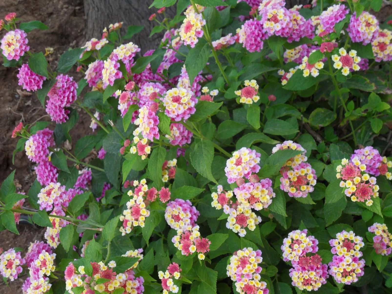 Renella' Wohnung mit Wasserblick-Buiten