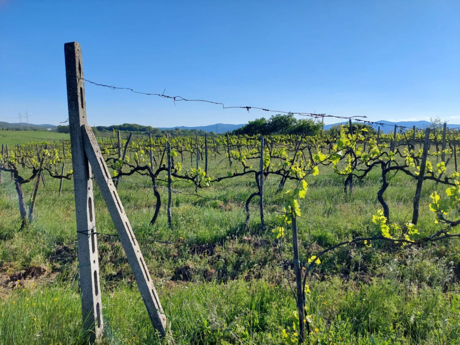 Flache Linde-Image-tags.info