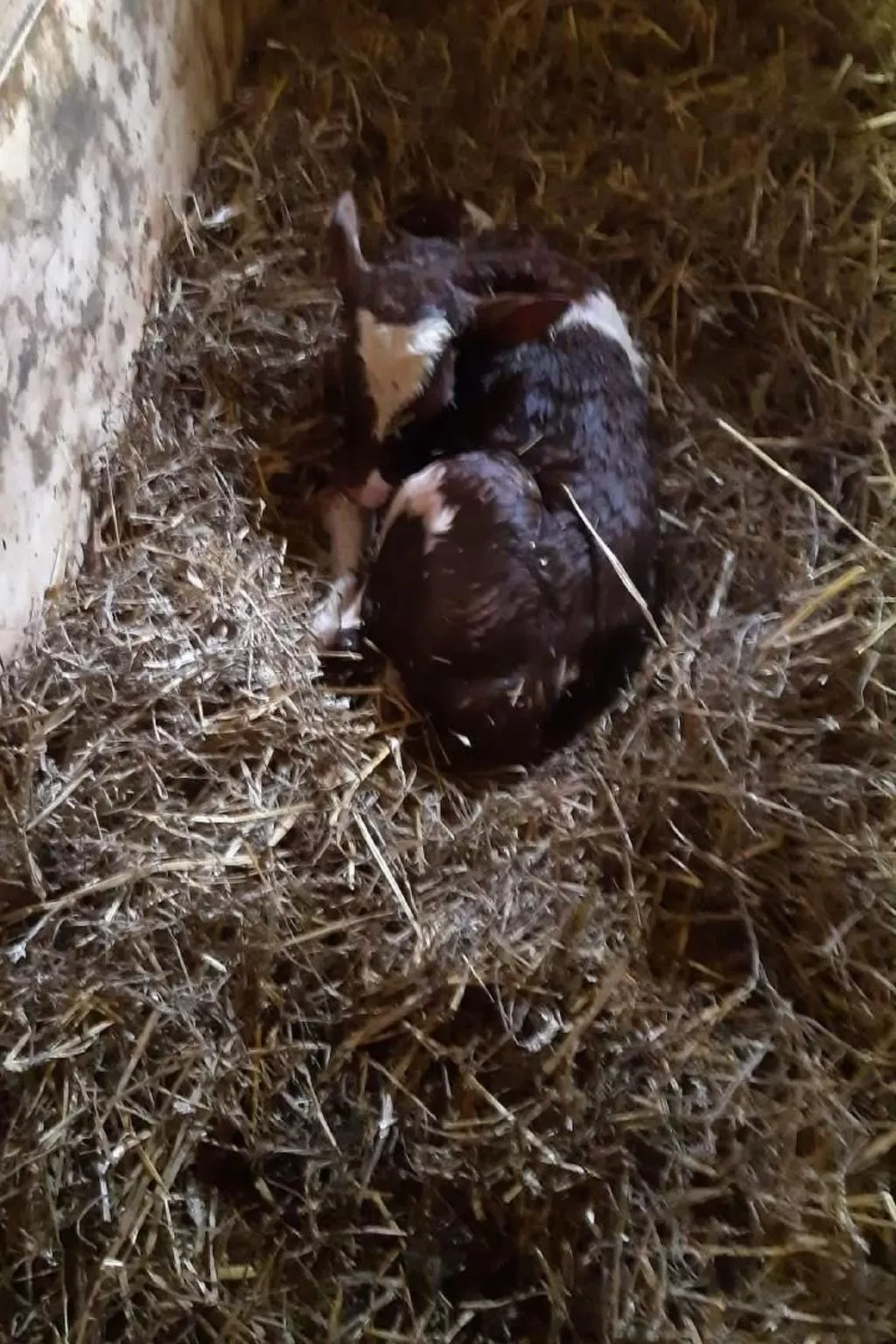 Bühlengasse 6-Image-tags.info