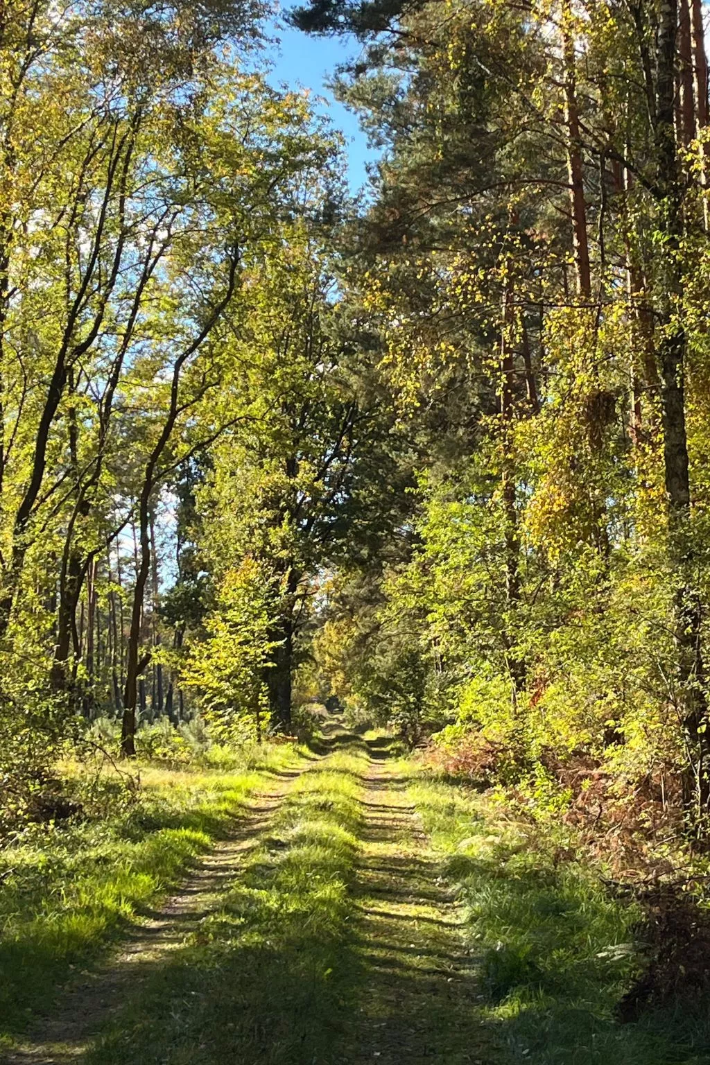 Spitzwegerich-Buiten
