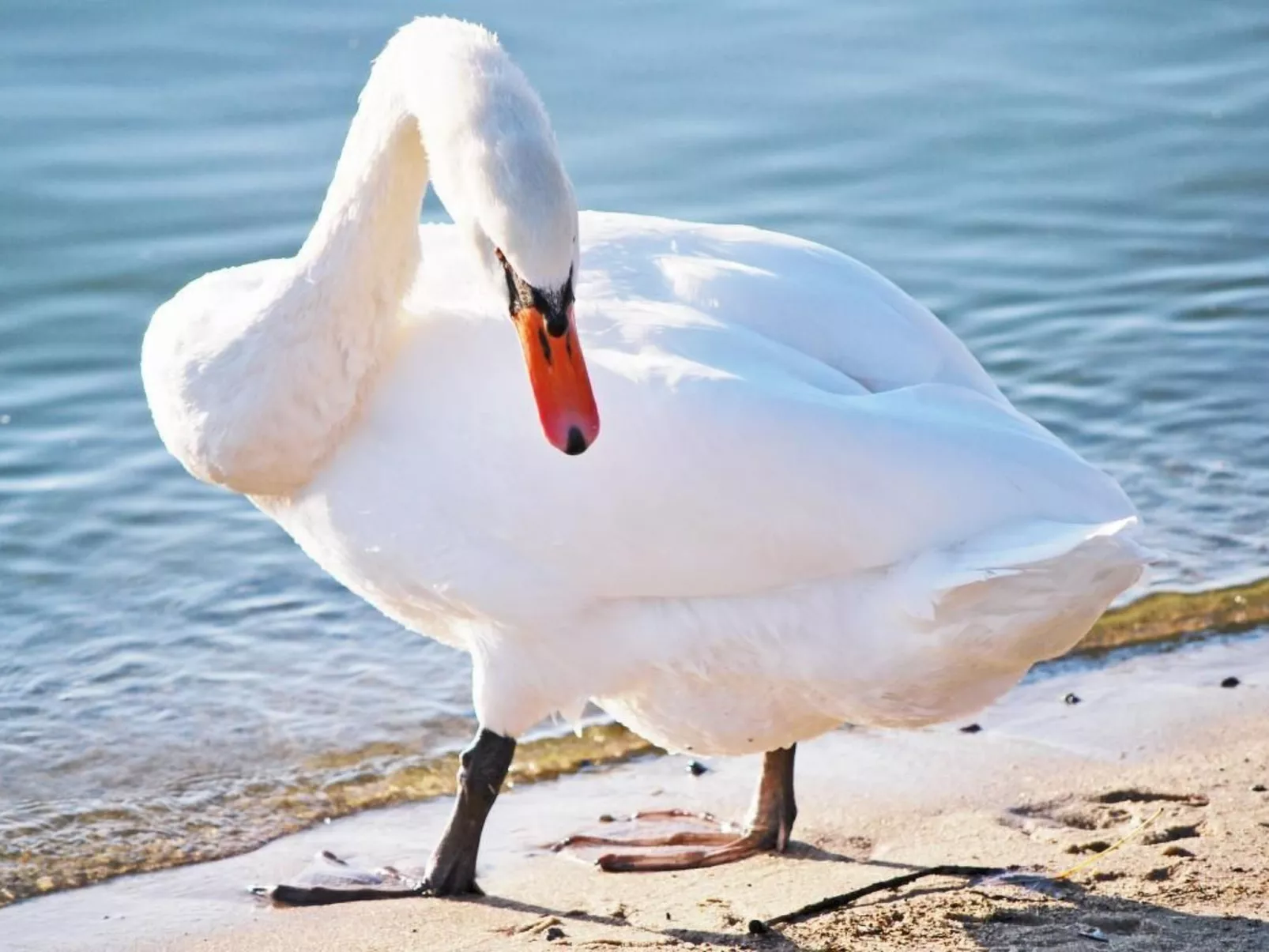 Müritz Ferienhaus-Image-tags.info