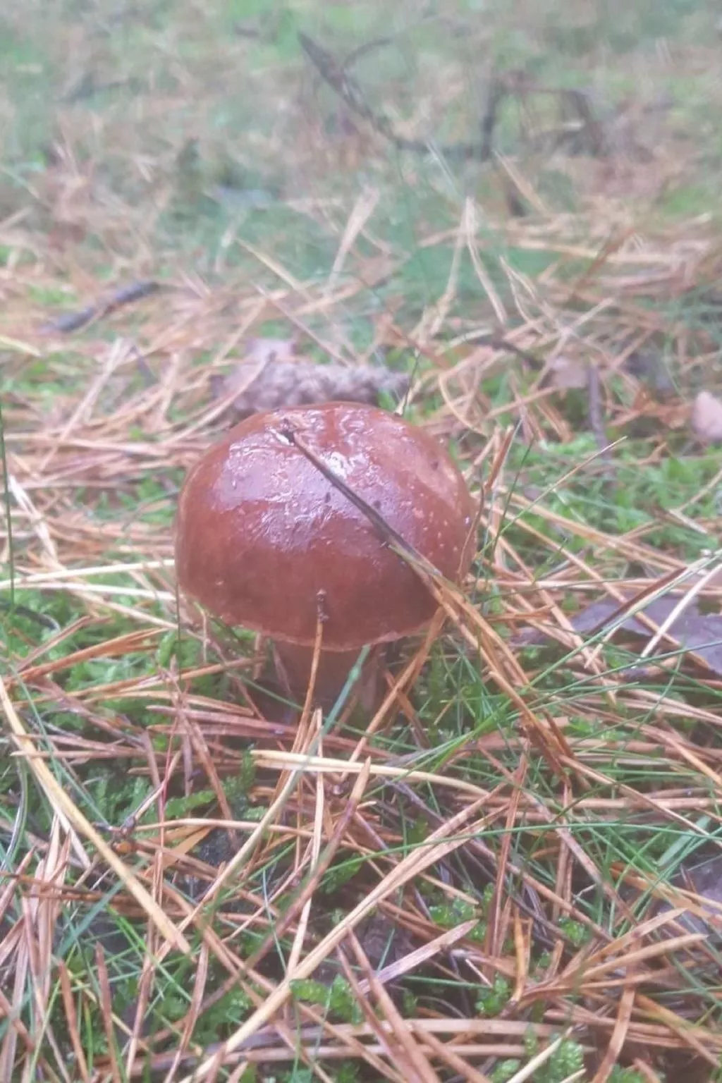 "Ferienhaus GolczaVita"-Image-tags.info