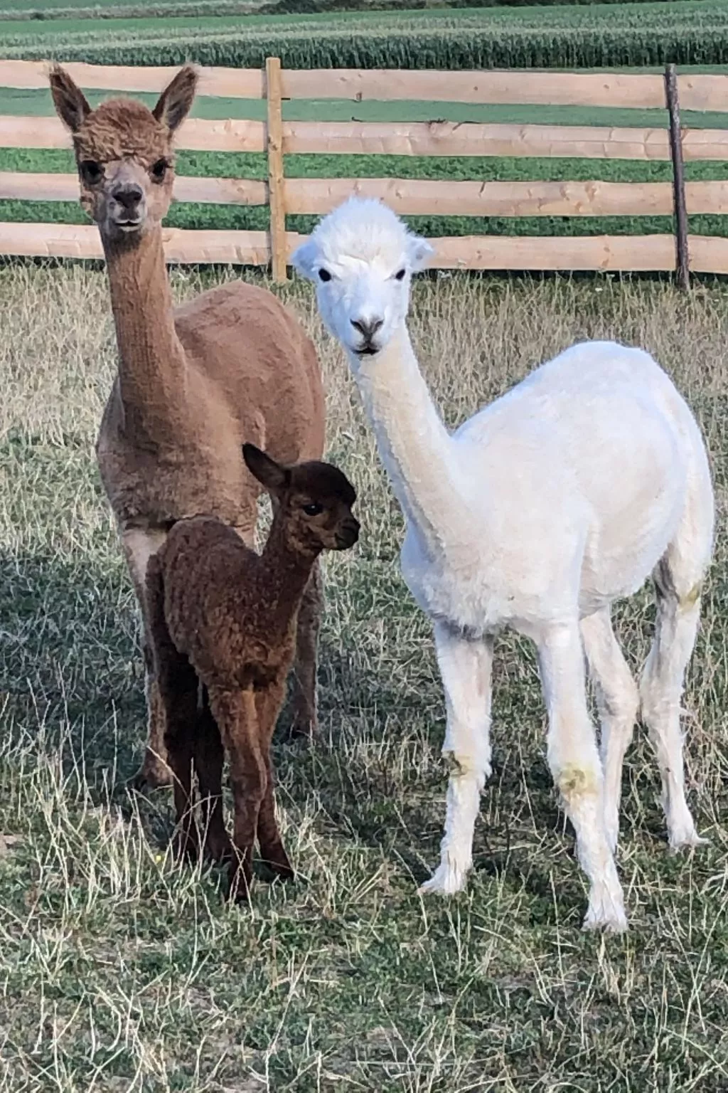 Zillendorf-Image-tags.info