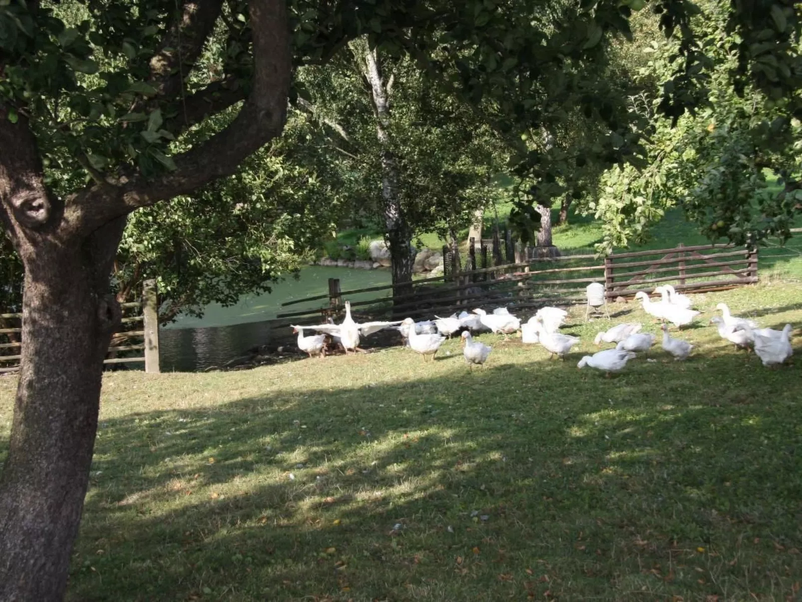 Villa DUXCAAR-Buiten