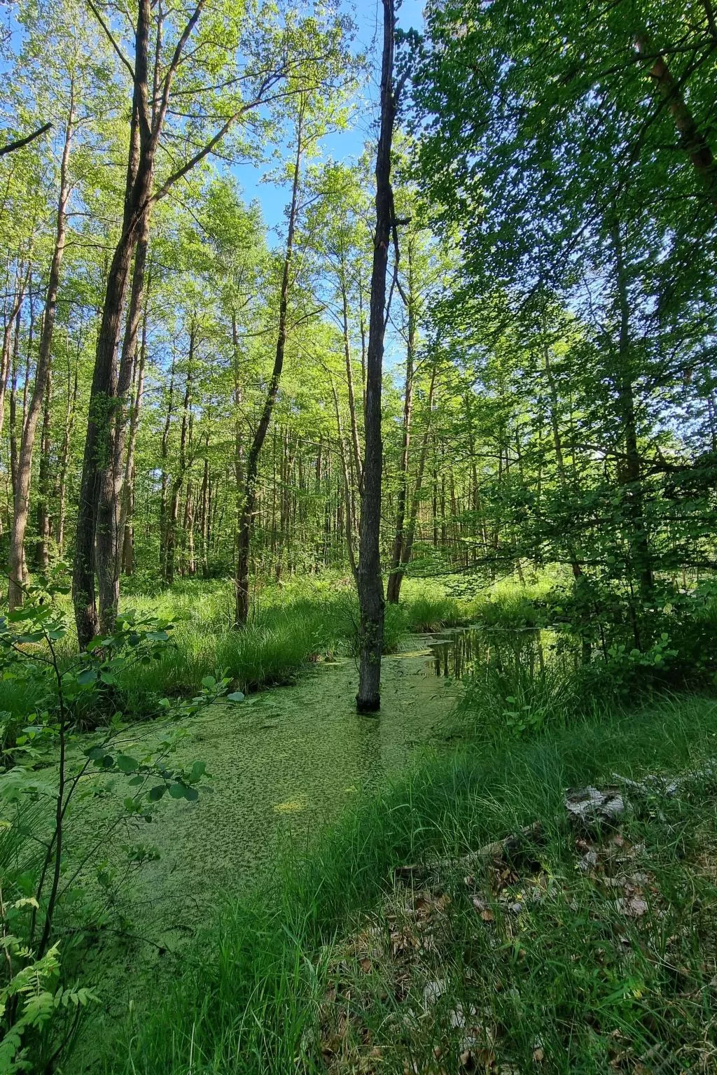Lublewo21 Ferienhäuser - Buiten
