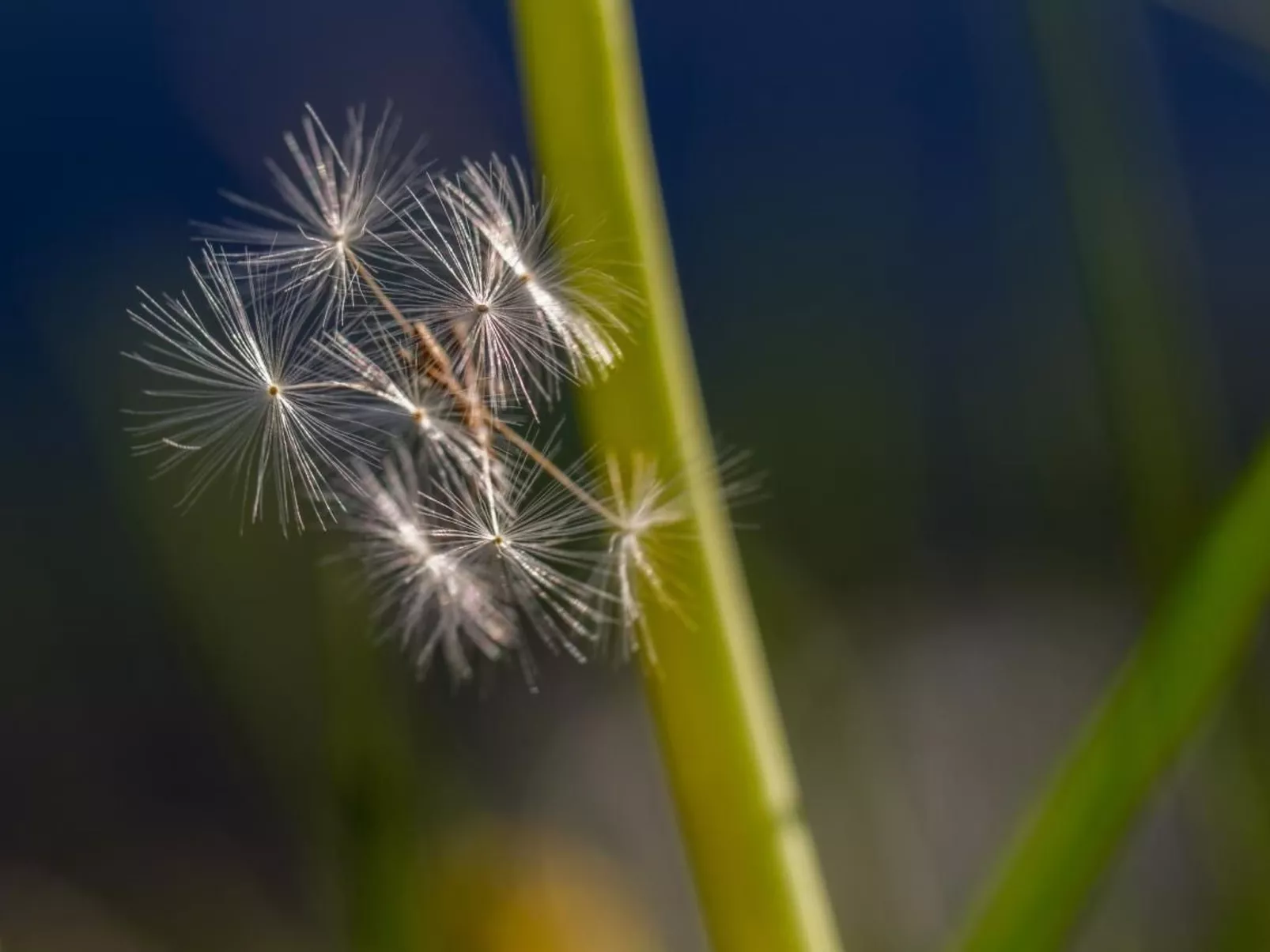 Culögnas 19-Image-tags.info