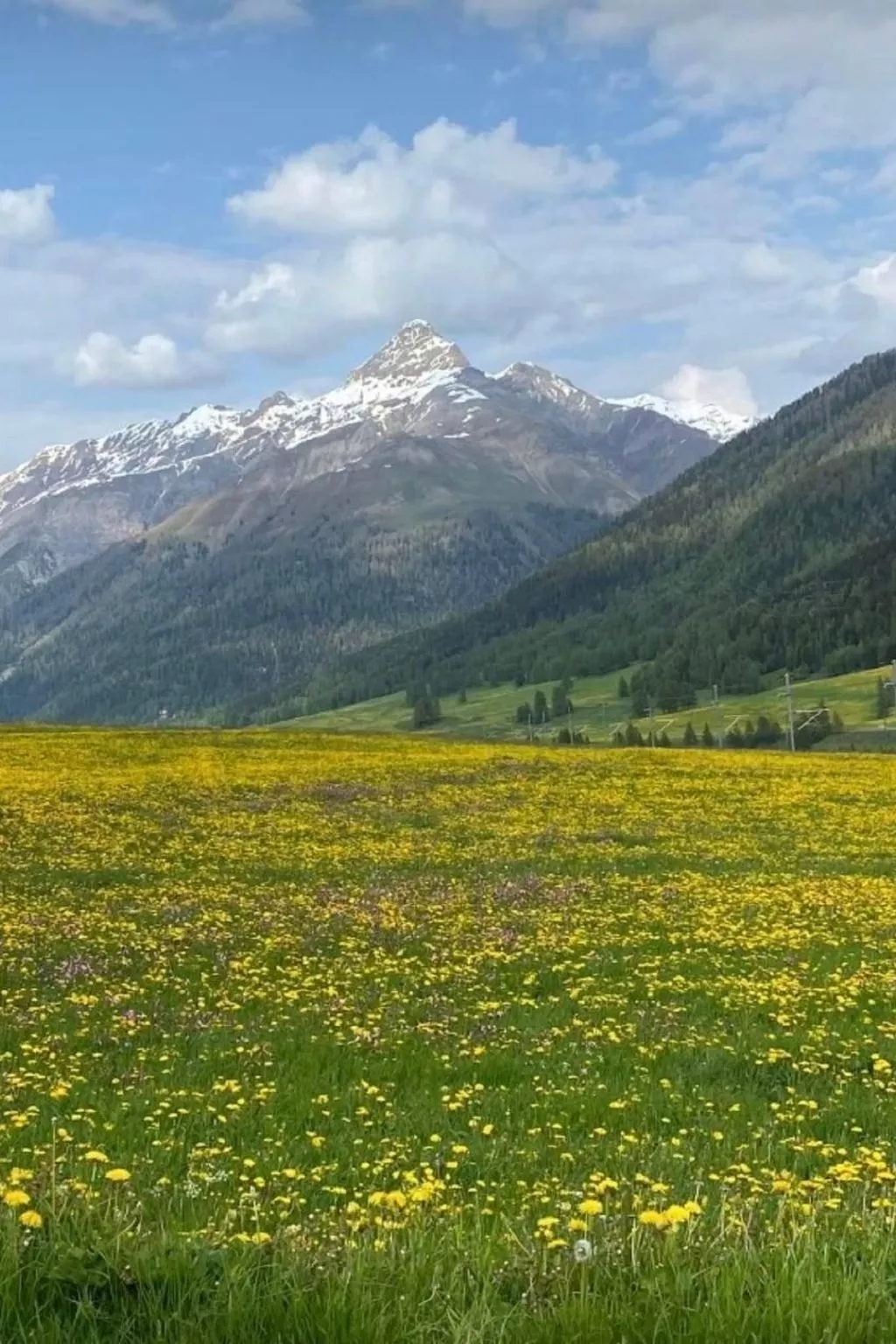 Chesa Schech-Image-tags.info