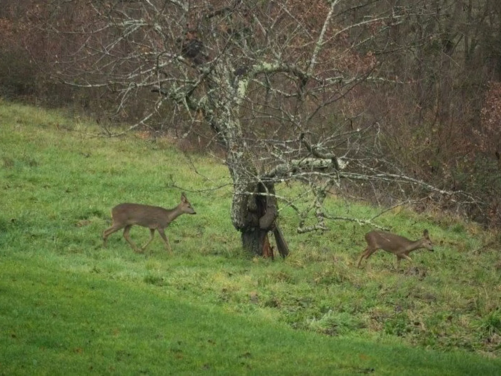 Luxuriöses Landhaus mit Pool-Buiten