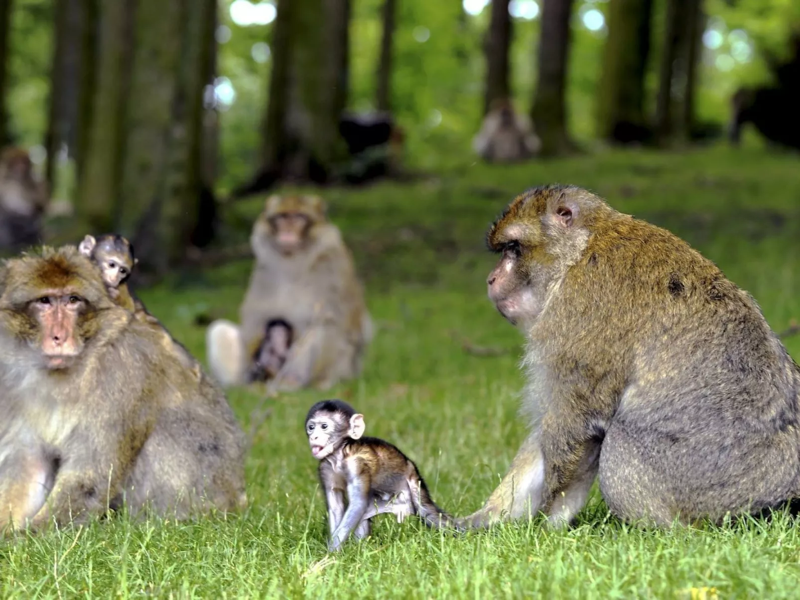 Wohnung "Terre d'Hélène" und Garten-Image-tags.info