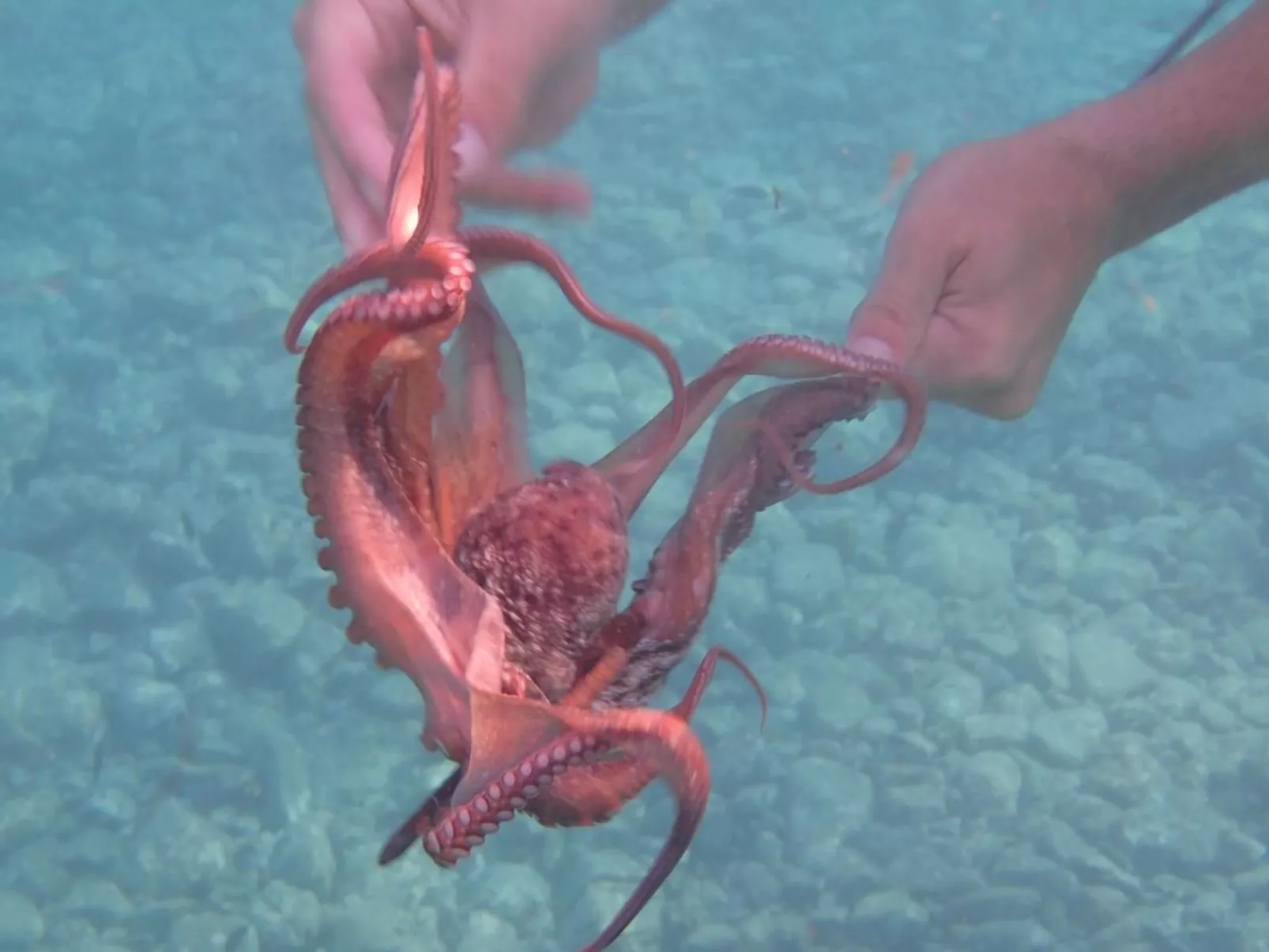 Kalloni-Image-tags.info