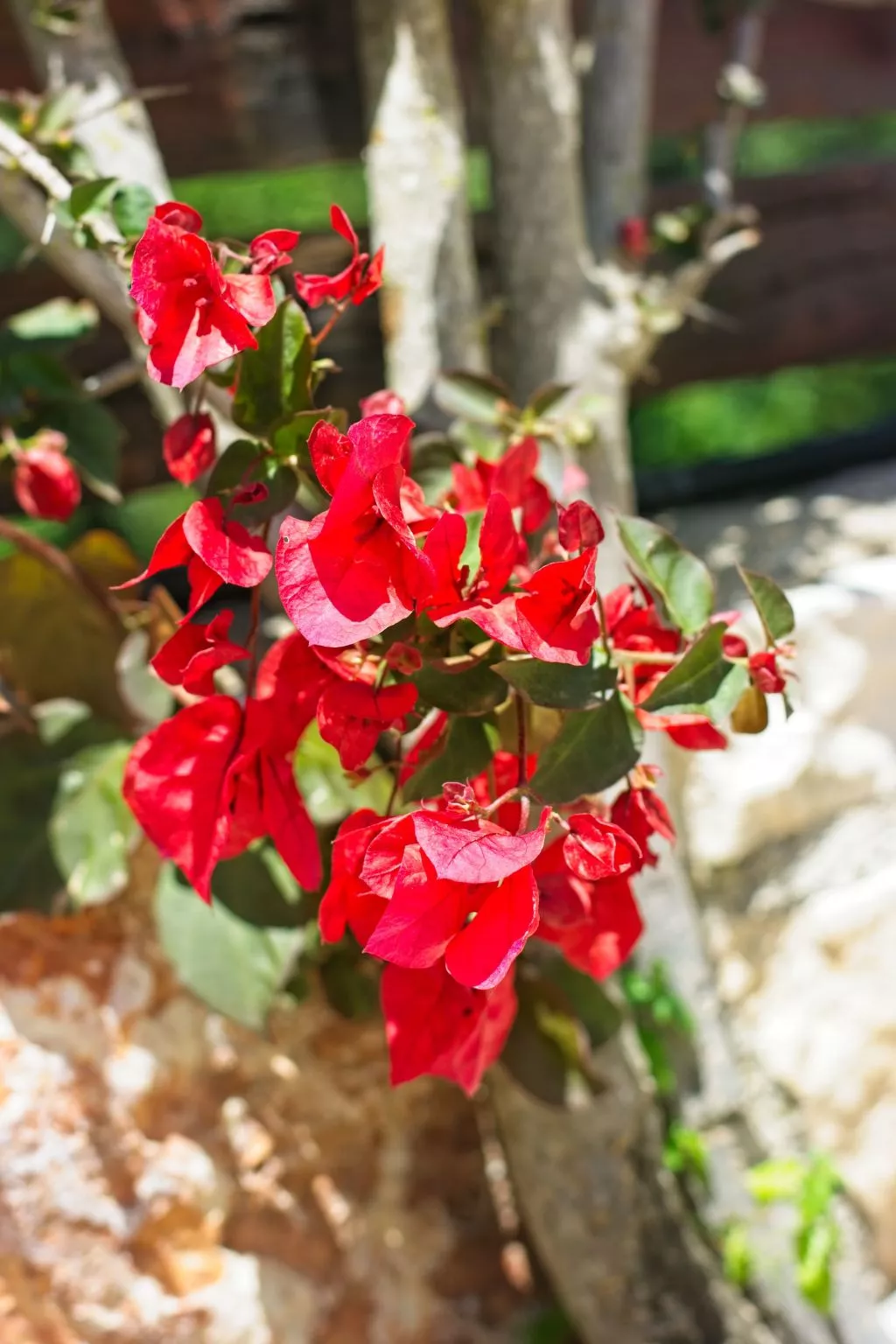 Traditionelle Villa mit privatem Pool-Buiten