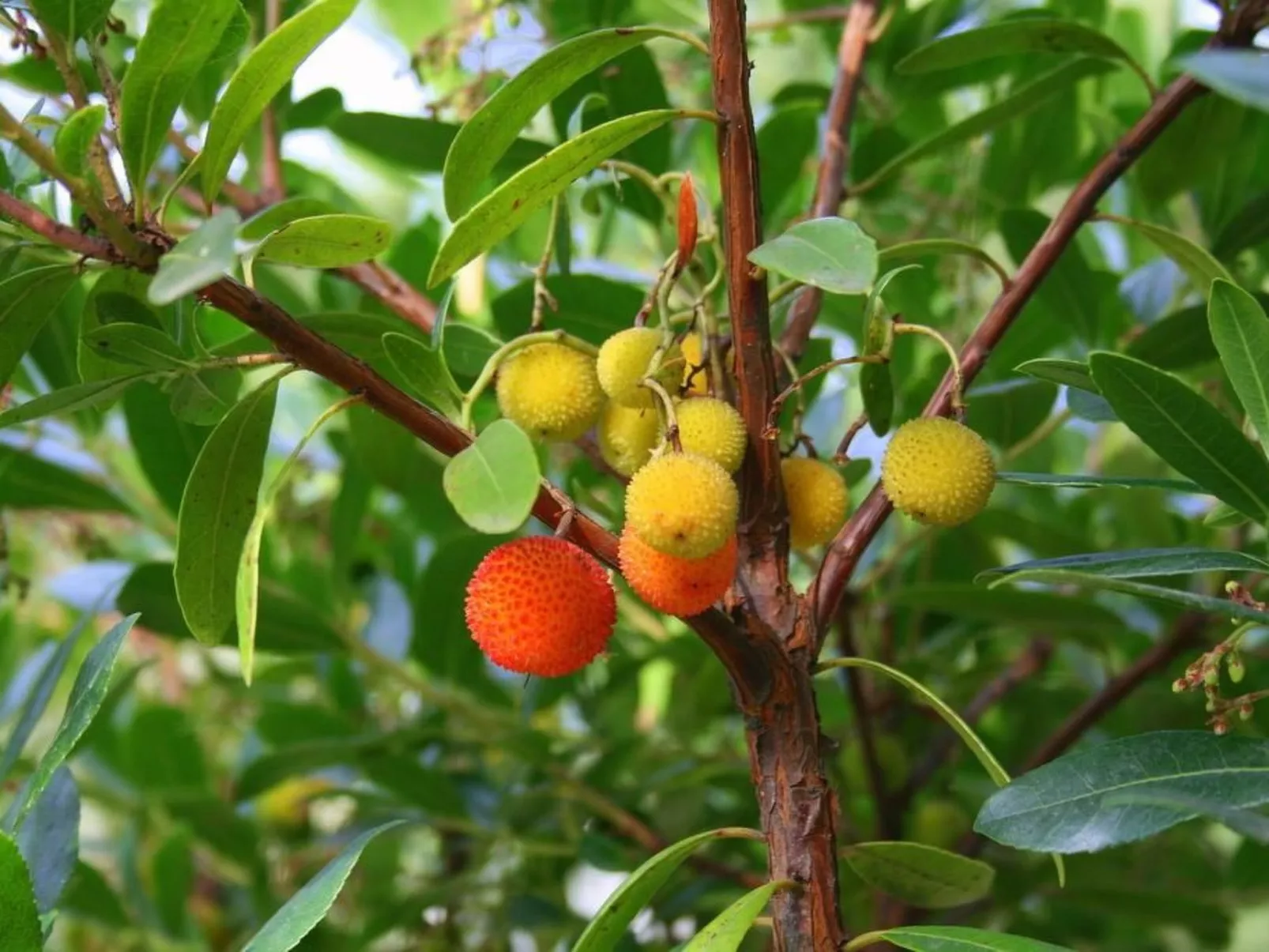 Ländliche Finca "Casa da Rocha"-Image-tags.info