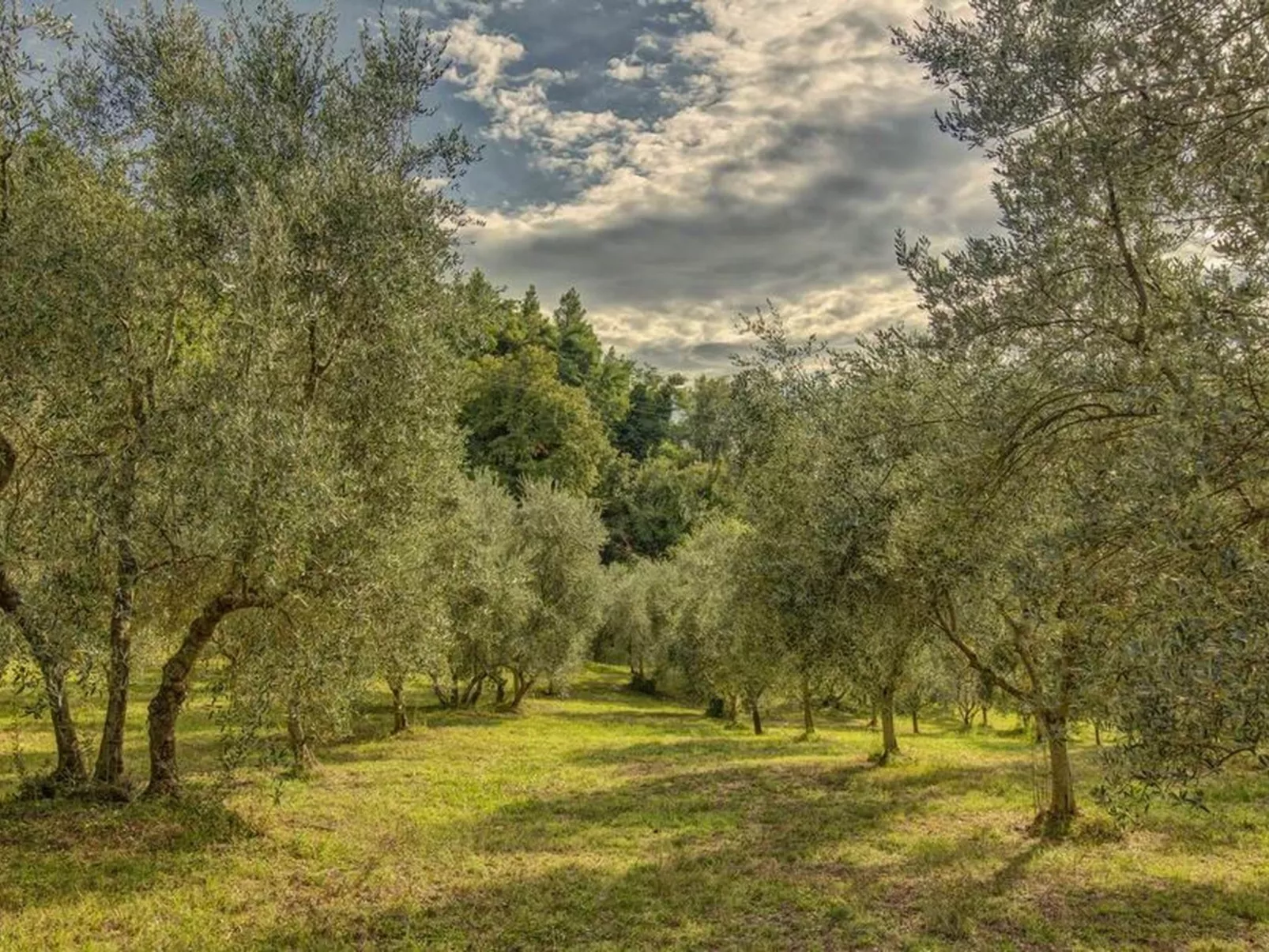Michele Leccino' Wohnung mit Schwimmbad-Buiten