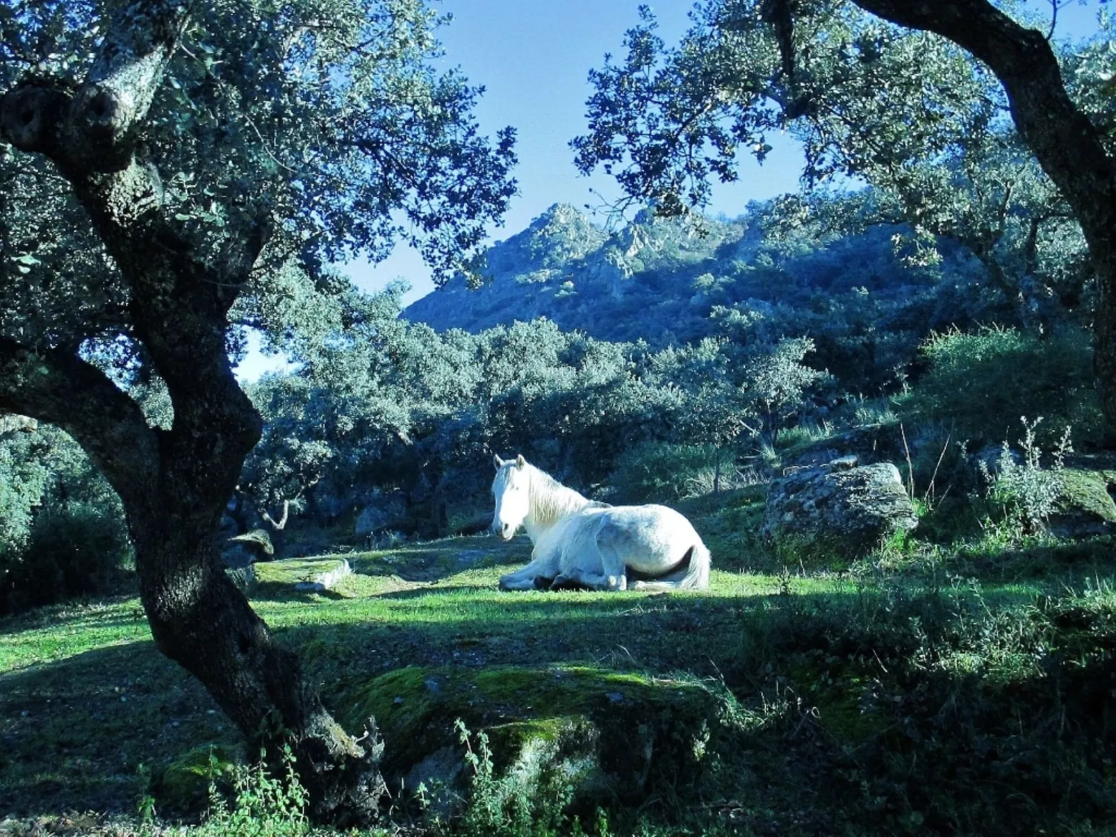 Das Cortijo auf der Finca al-manzil-Image-tags.info
