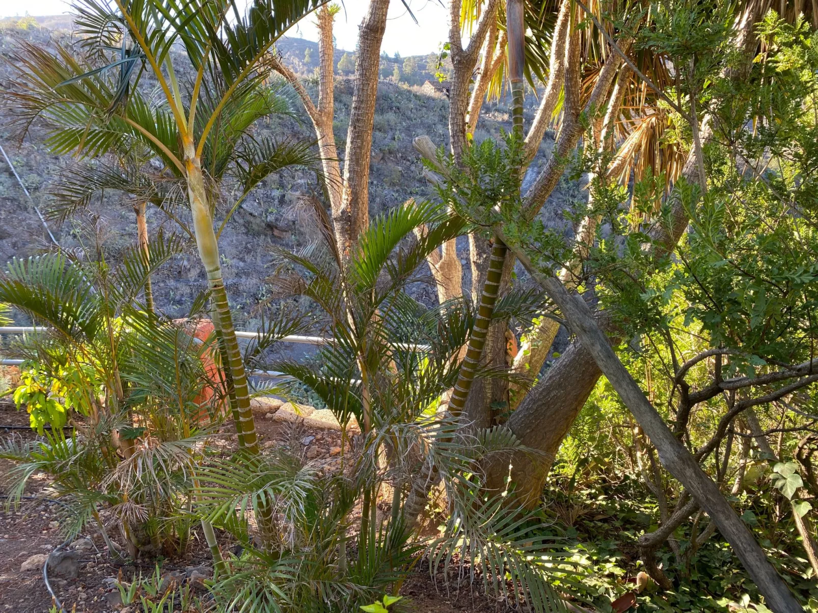 La Paloma mit gemeinschaftlichem Wellnessbereich-Buiten
