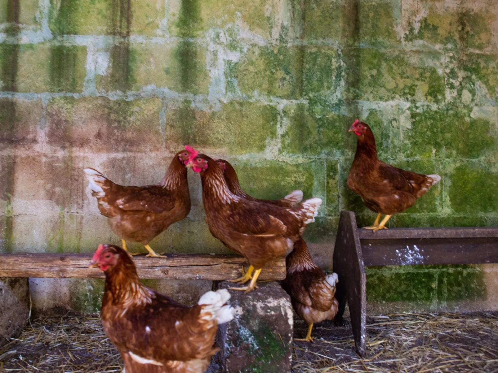 Borgo Marianna -  beheiztes schwimmbad-Buiten