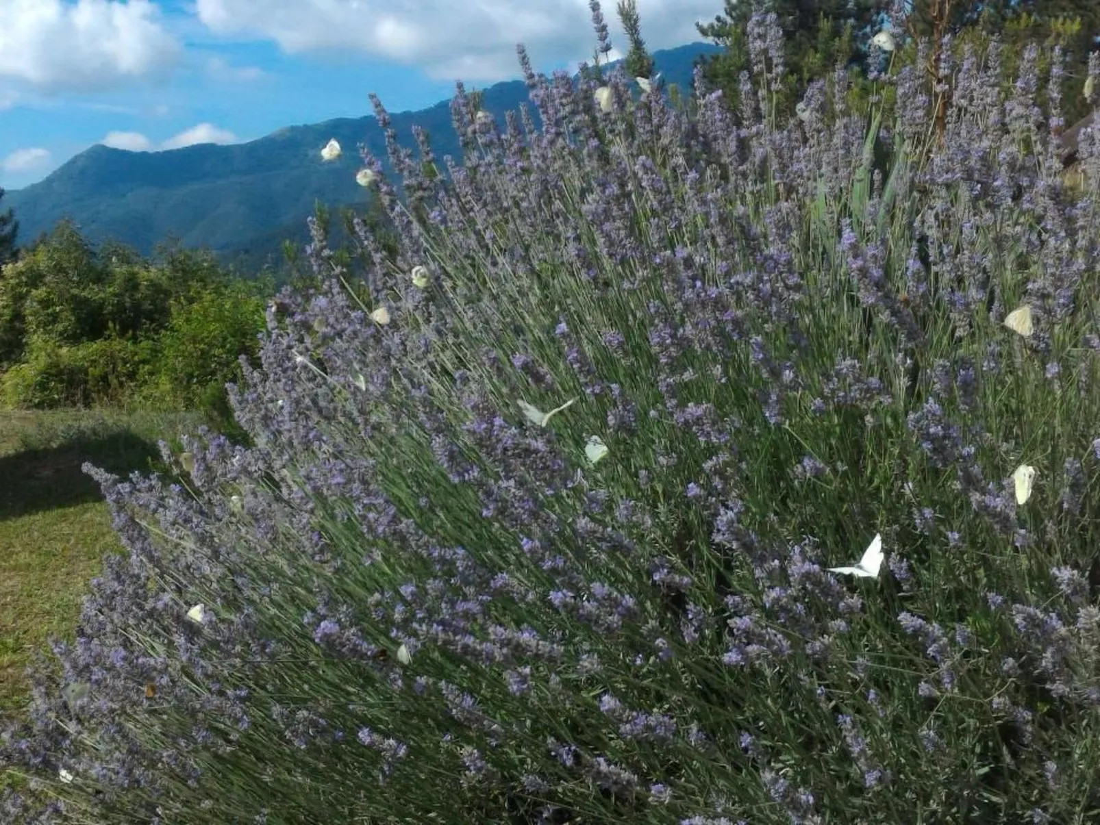Natur und Entspannung, Villa im Park-Buiten