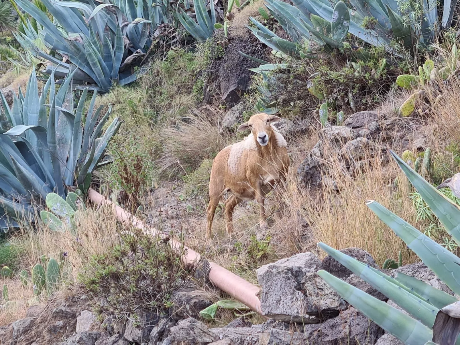 Casa Alicia Apart 1-Buiten