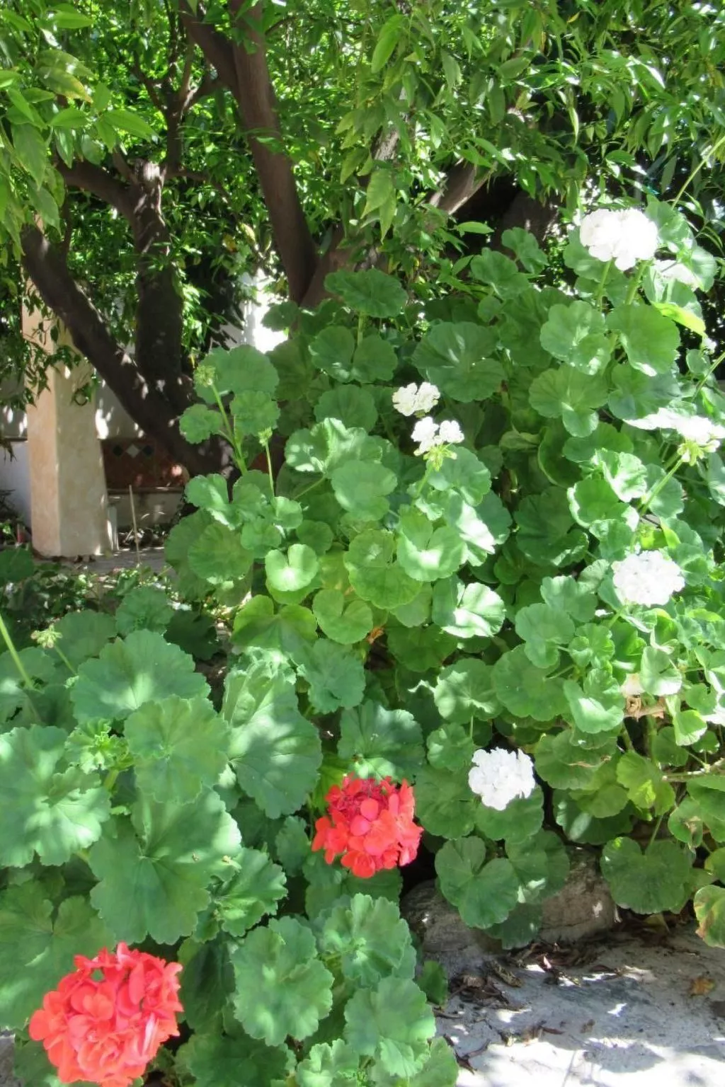 Eine Oase der Ruhe mitten in der Stadt-Image-tags.info