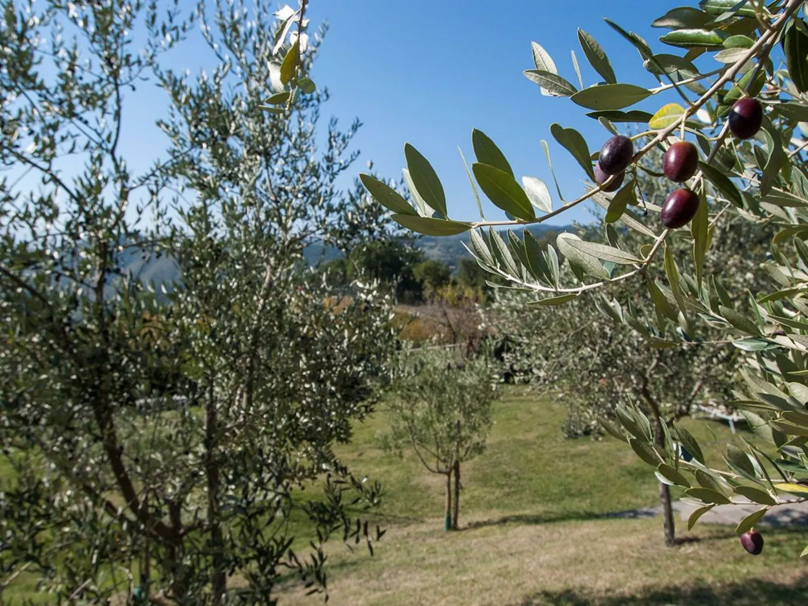 Lindenhaussiedlung mit Gemeinschaftspool-Image-tags.info