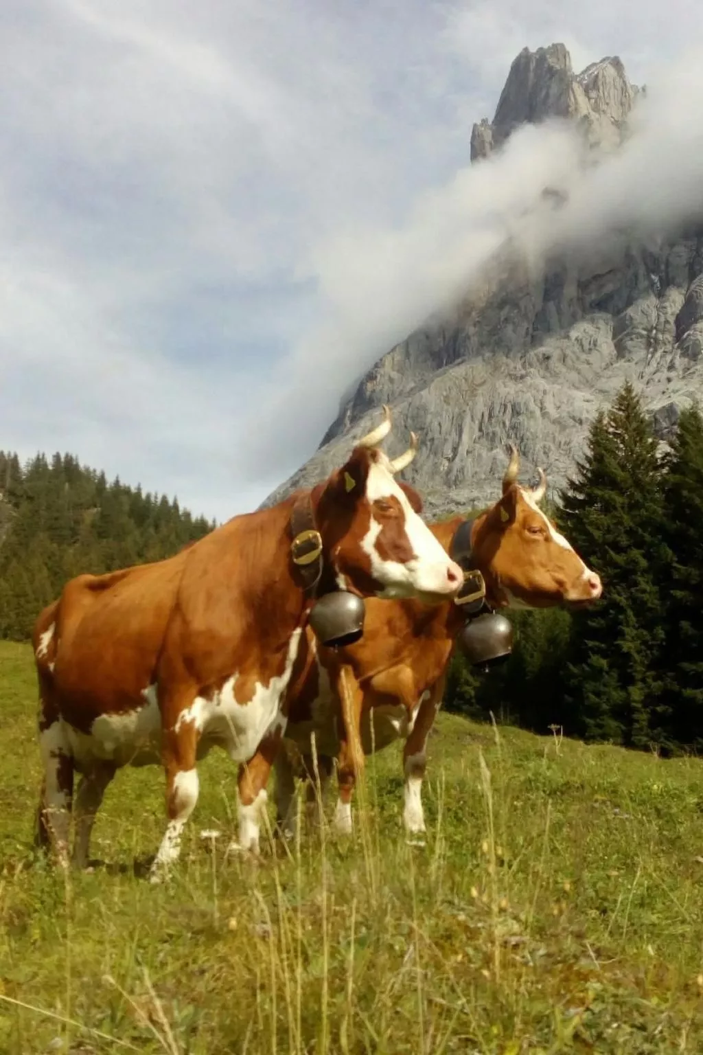 Bühlengasse 6-Image-tags.info