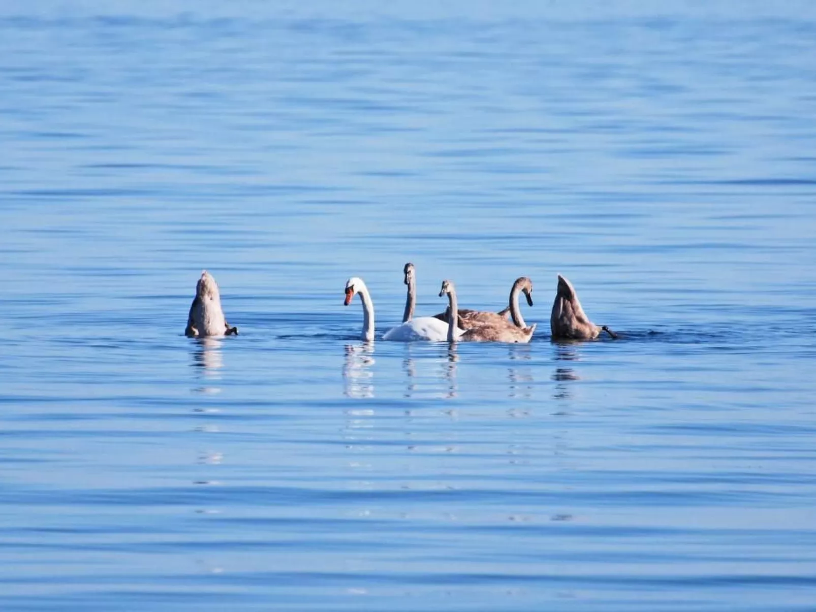 Müritz Ferienhaus-Image-tags.info