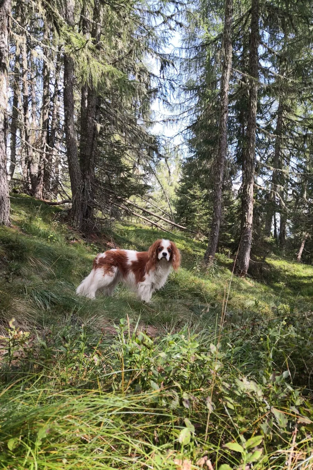 Almhütte Enzian-Buiten