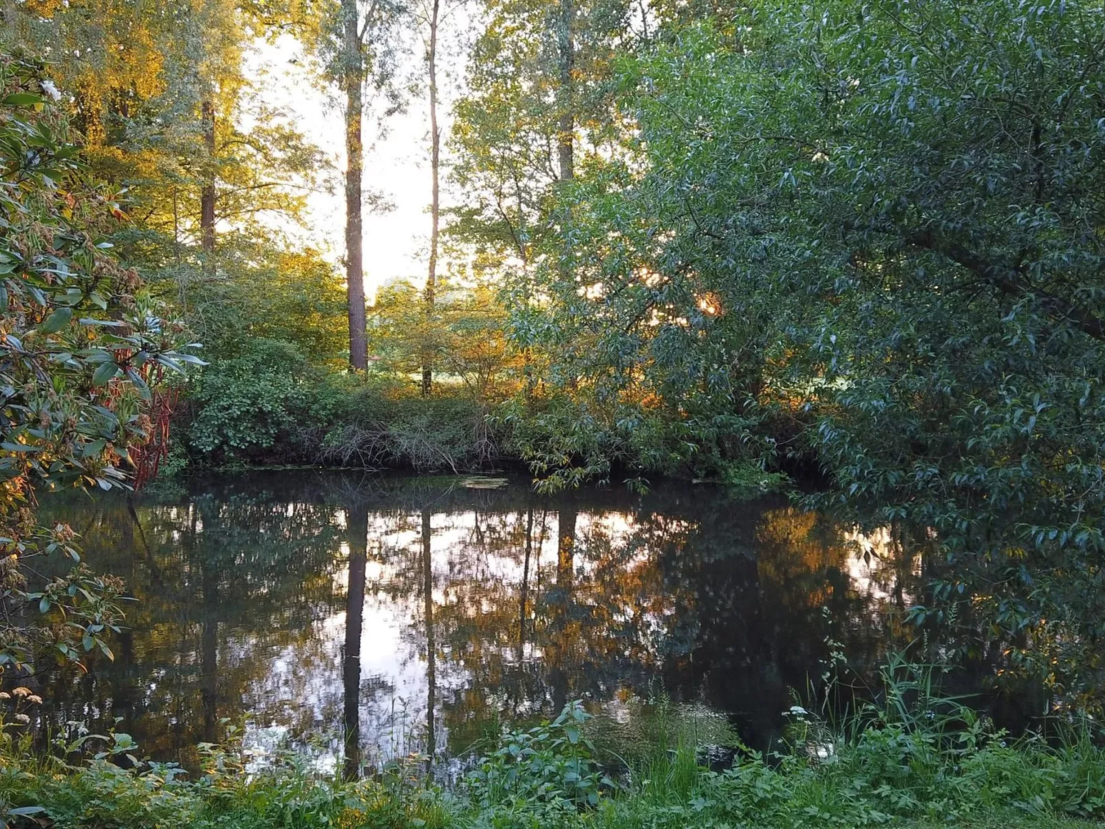 Aurelia-Image-tags.info