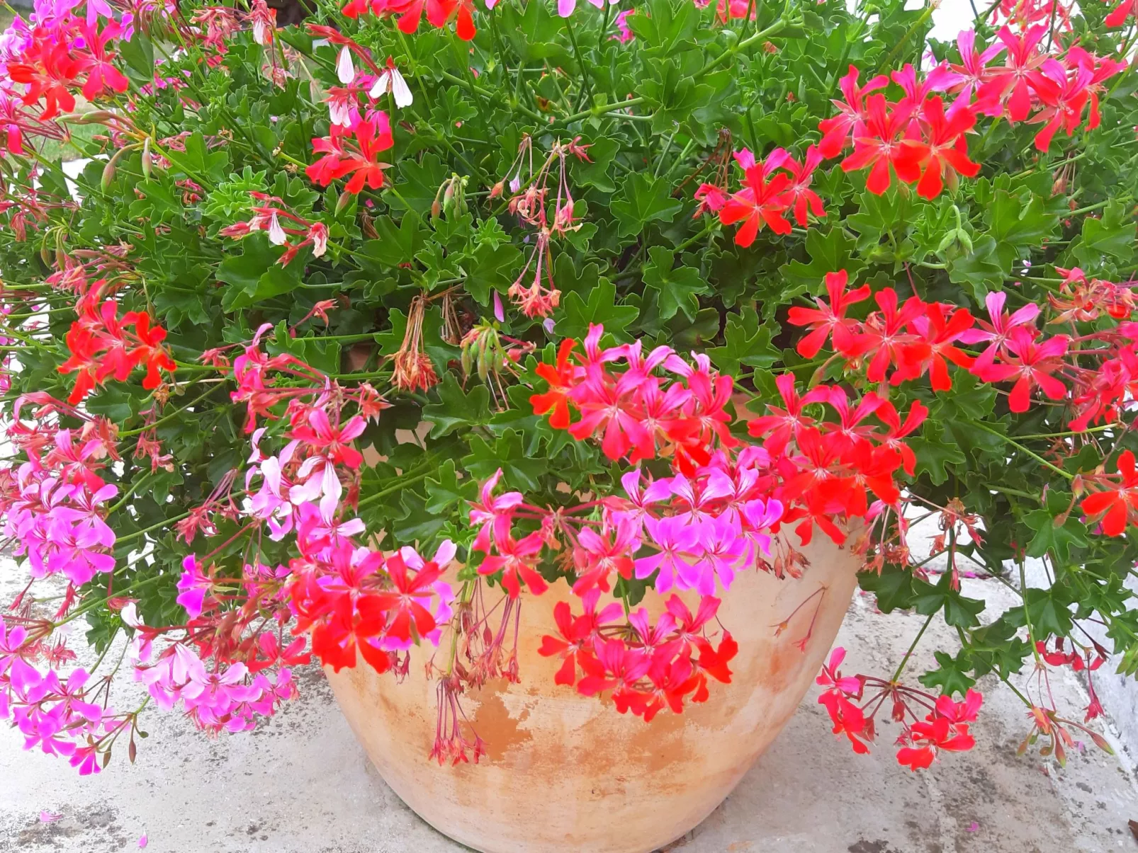 Romantische Villa mit weitläufigem Garten-Buiten