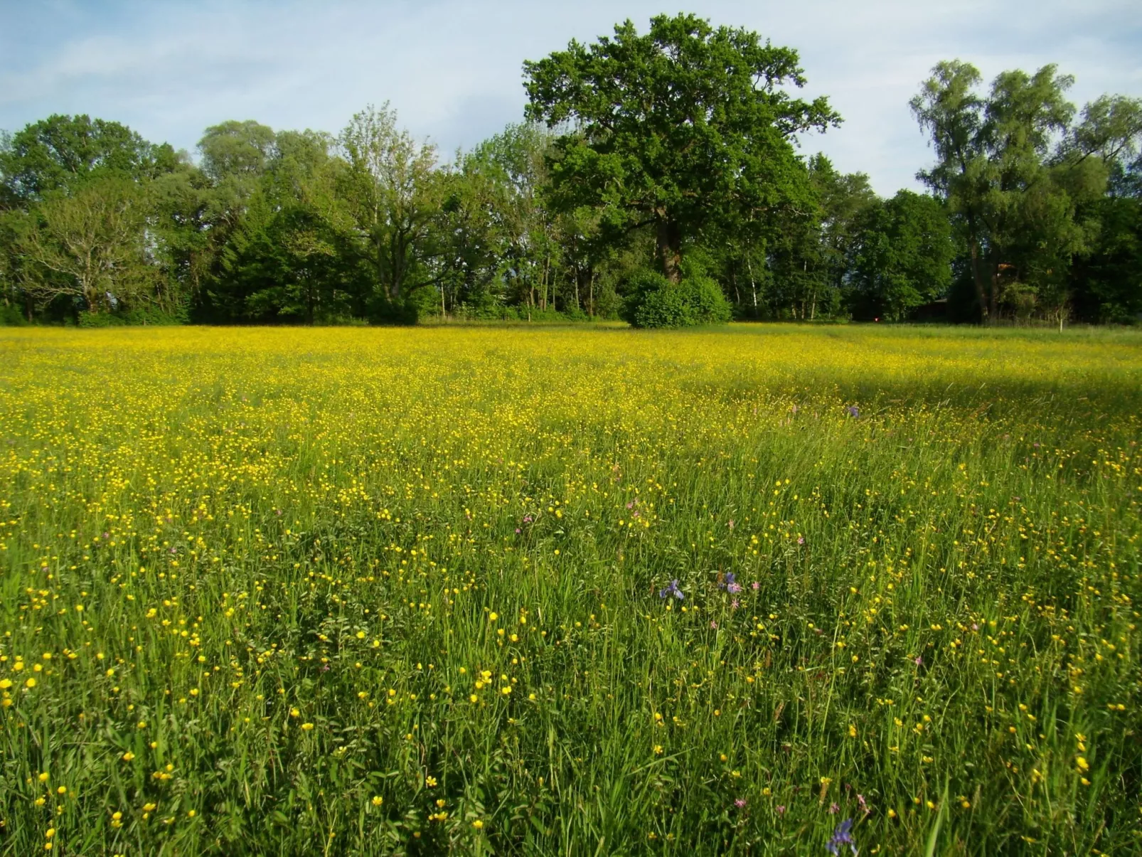 Betttis Bungalow-Image-tags.info