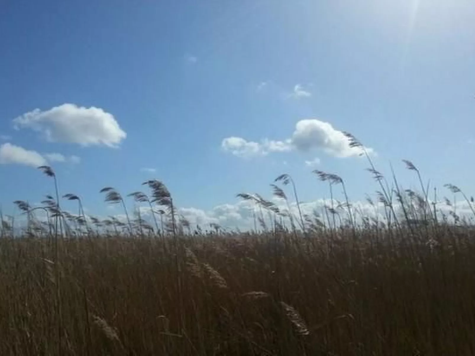 Familiäres, charmantes Appartement in Zingst-Buiten