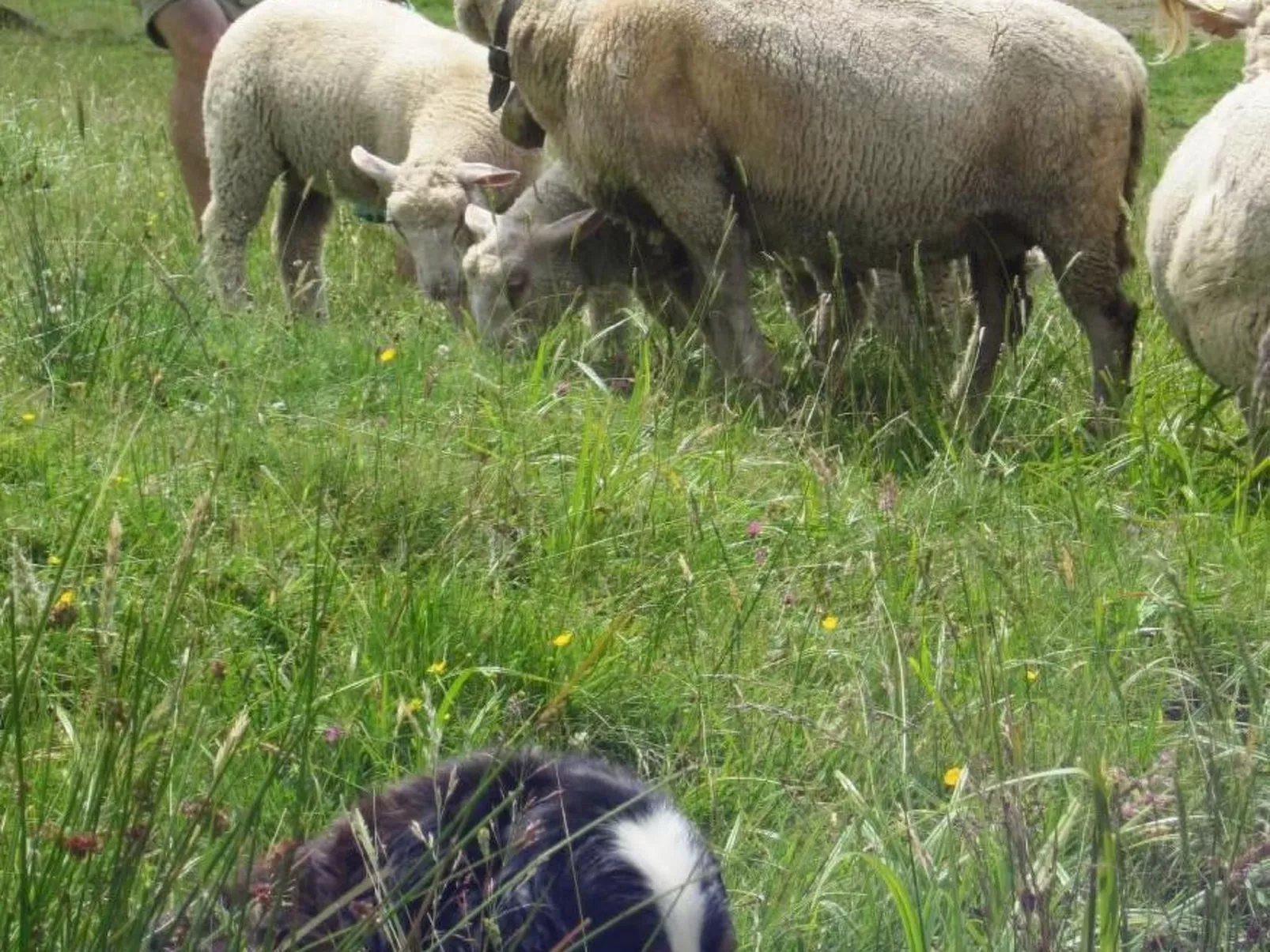 Haglere, Birkenhof (6-Bett)-Buiten