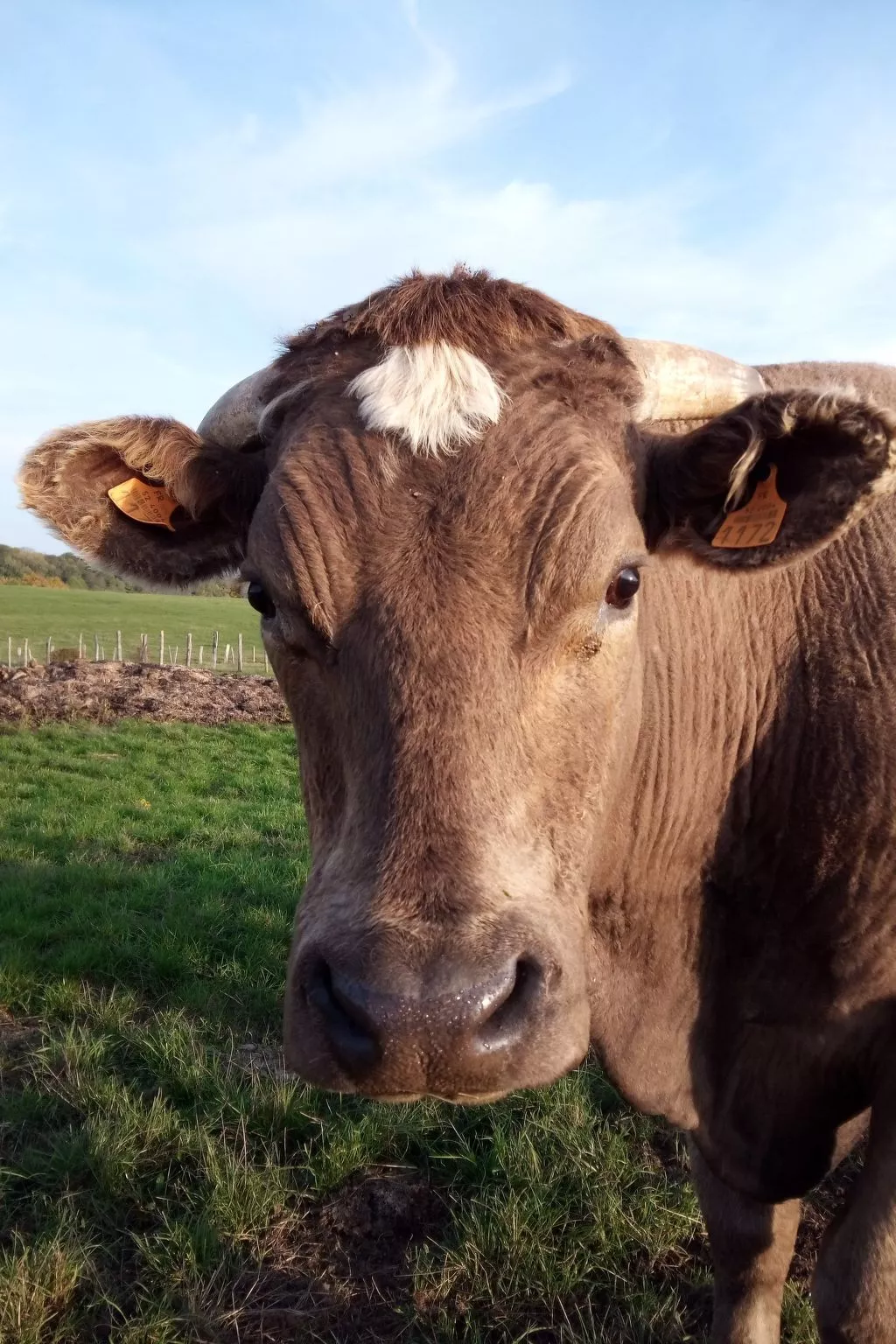 Großes Ferienhaus mit Terrasse und Garten-Buiten