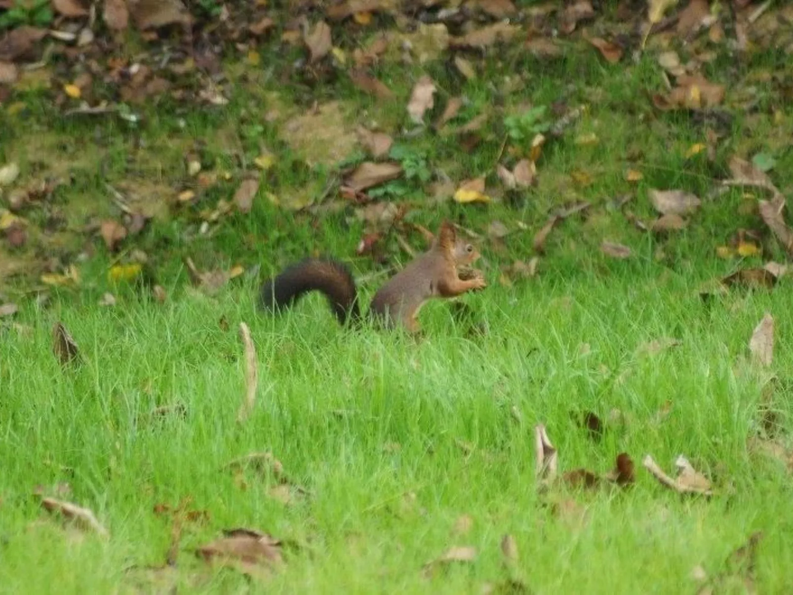 Luxuriöses Landhaus mit Pool-Image-tags.info