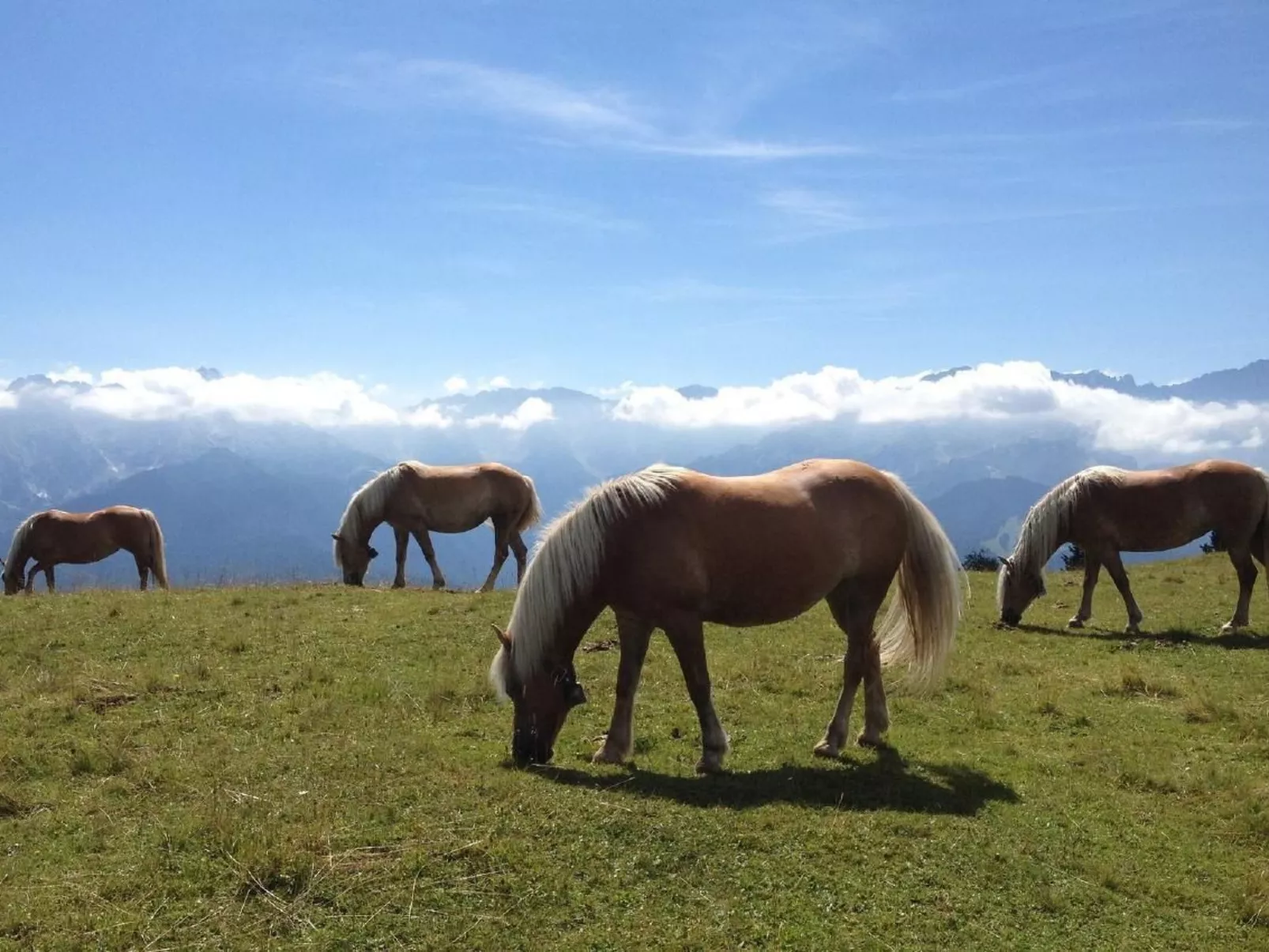 Fewo Alpspitze-Buiten
